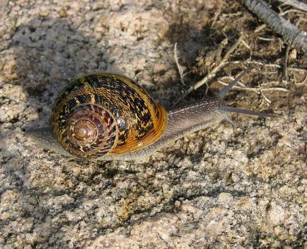 Cornu aspersum  juv.